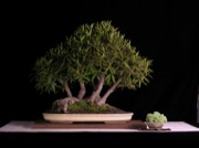 Narrow Leaved Ficus Raft
